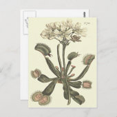 ビーナスフライトラップ植物学イラストレーション ポストカード (正面/裏面)