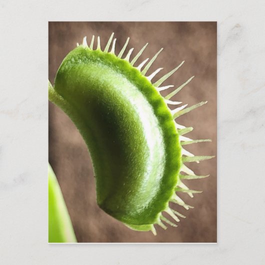 ビーナスフライトラップ ポストカード (正面)