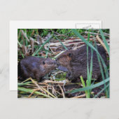 ビーバーのキスをする写真 ポストカード (正面/裏面)