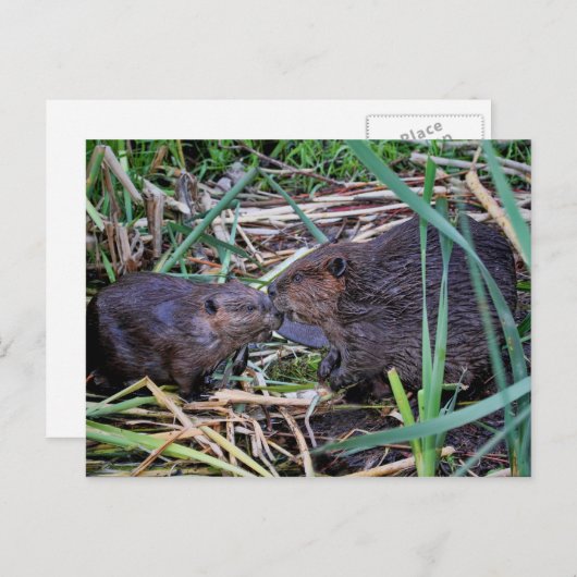 ビーバーのキスをする写真 ポストカード (正面/裏面)