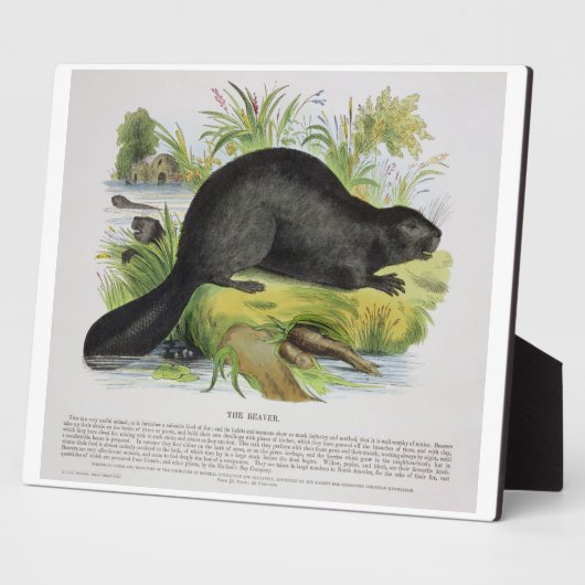 ビーバーの教育イラストレーションパブ。Sで フォトプラーク (側面)