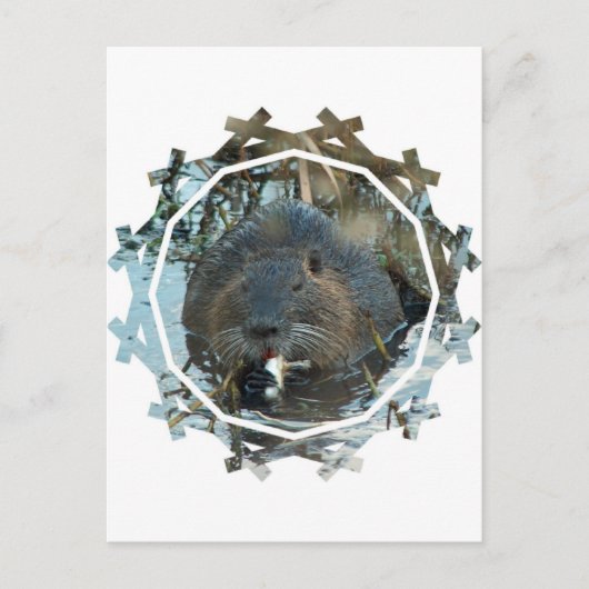 ビーバーの生息地 ポストカード (正面)