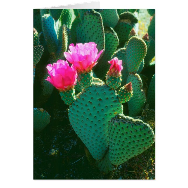 ビーバーテイルサボテンの花 (正面)