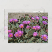 ビーバーテールカッティ ポストカード (正面/裏面)