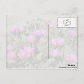 ビーバーテールカッティ ポストカード (裏面)