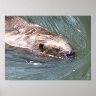 ビーバーポスター ポスター