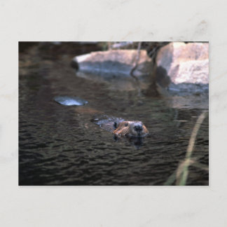 ビーバーポストカード ポストカード