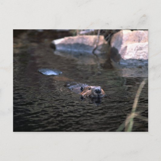 ビーバーポストカード ポストカード (正面)