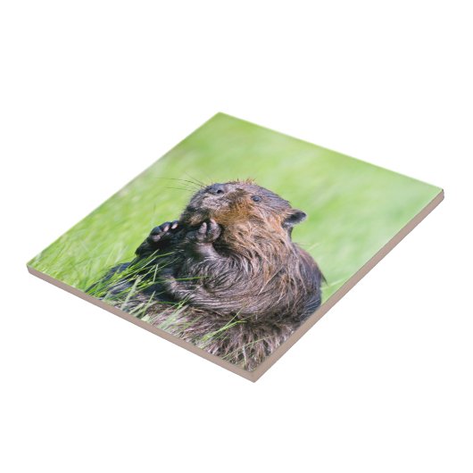 ビーバー タイル (側面)