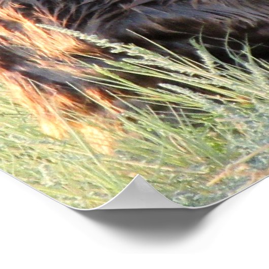 ビーバー ポスター (角)