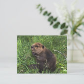 ビーバー ポストカード (スタンド正面)