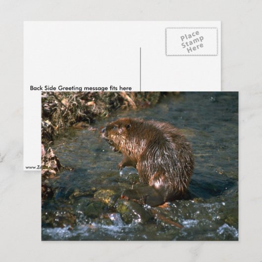 ビーバー ポストカード (正面/裏面)
