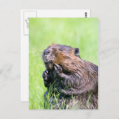 ビーバー ポストカード (正面/裏面)