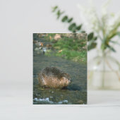 ビーバー ポストカード (スタンド正面)