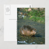 ビーバー ポストカード (正面/裏面)