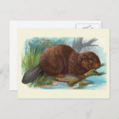 「ビーバー」ヴィンテージイラストレーション ポストカード (正面/裏面)