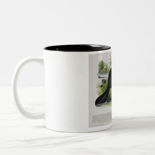 ビーバー、教育イラストレーションのパブ。 Sによって ツートーンマグカップ (左)