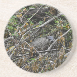 ビーバ忙しー コースター