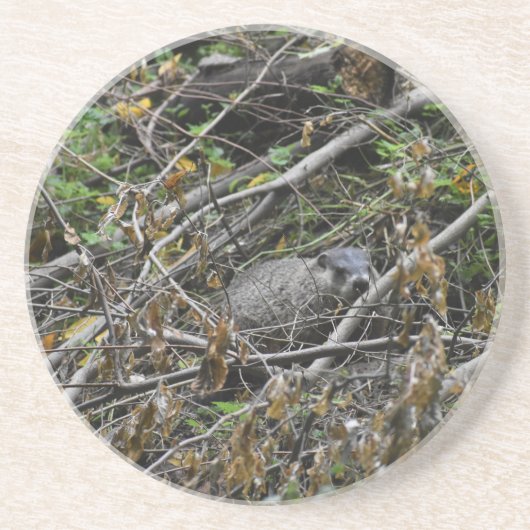 ビーバ忙しー コースター (正面)