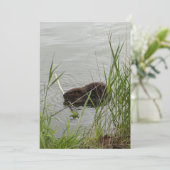 ビーバ忙しー シーズンカード (スタンド正面)