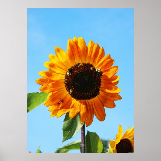 ビーパーティー1 ポスター (正面)