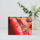 ビーファクトポストカード/スイカの上にビー ポストカード (スタンド正面)