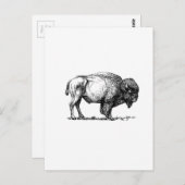 ビーファロー牛 ポストカード (正面/裏面)