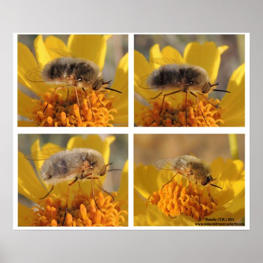 ビーフライ – 家族産ボンベイ科 ポスター (正面)