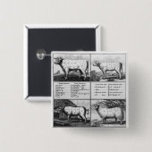 ビーフ、子牛の肉、ポークおよびマトンの切口1802年 缶バッジ (正面&裏面)