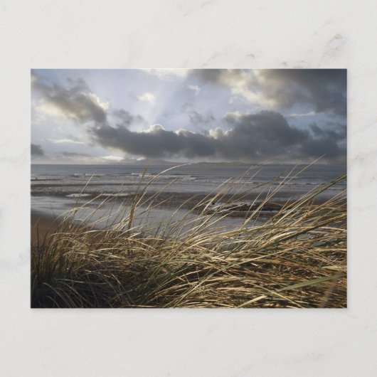 ビールアシのはがき ポストカード (正面)