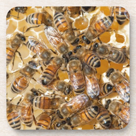 ビー保ズアットアロズハニーファーム コースター (正面)