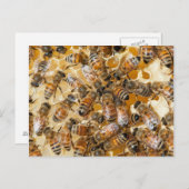 ビー保ズアットアロズハニーファーム ポストカード (正面/裏面)