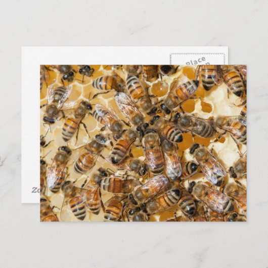 ビー保ズアットアロズハニーファーム ポストカード (正面/裏面)