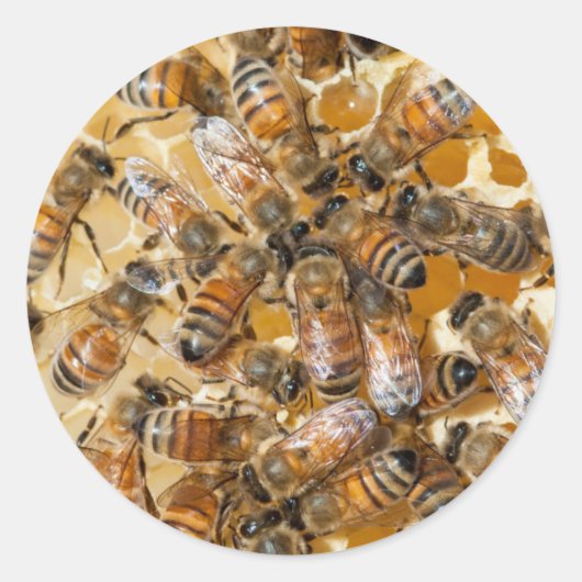 ビー保ズアットアロズハニーファーム ラウンドシール (正面)