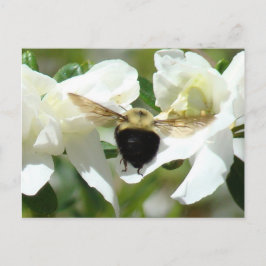 ビー忙しン ポストカード