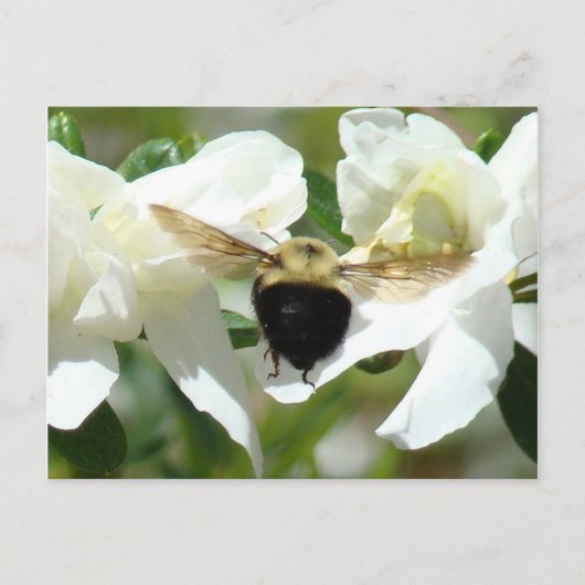 ビー忙しン ポストカード (正面)