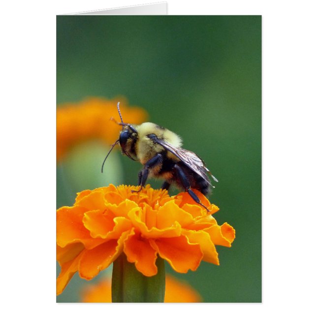 ビー忙しー (正面)