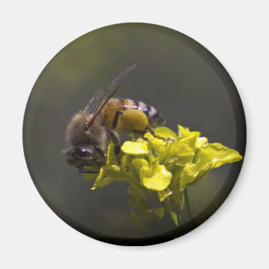 ビー忙しー マグネット (正面)