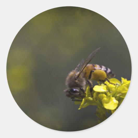 ビー忙しー ラウンドシール (正面)