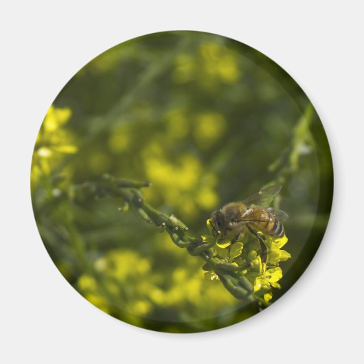 ビー忙し忙しー マグネット (正面)