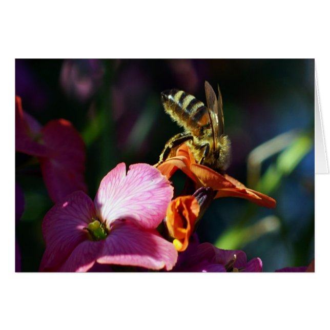 ビー忙し! (正面横)