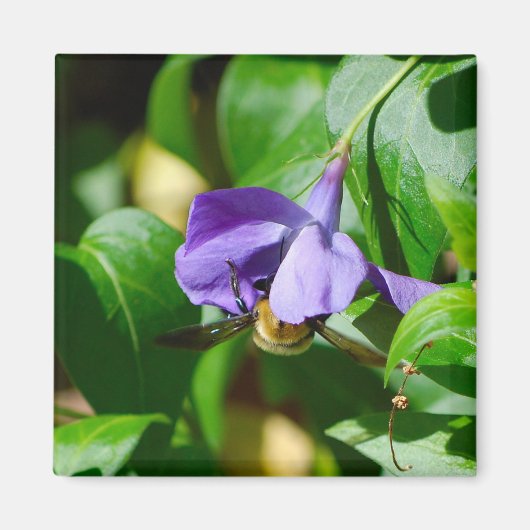 ビー忙し マグネット (正面)