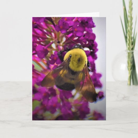 ビー、カード カード (正面)