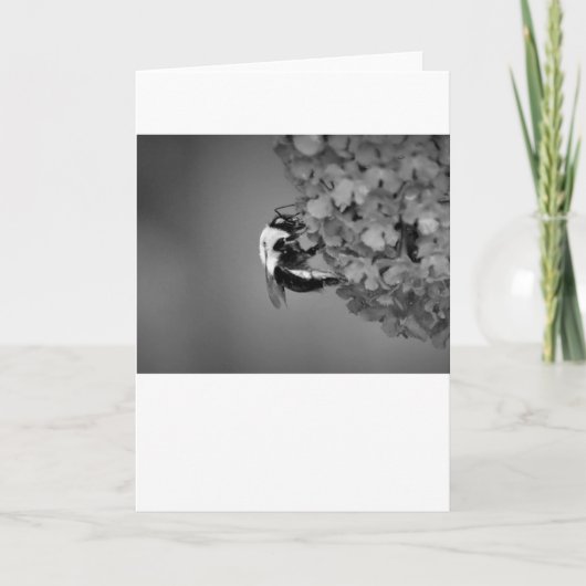 ビー、カード カード (正面)