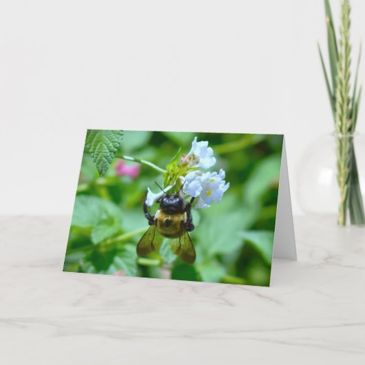 ビー、カード カード (正面)