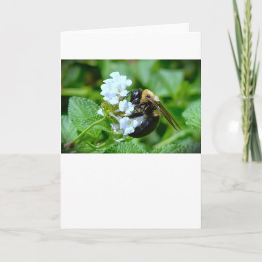 ビー、カード カード (正面)