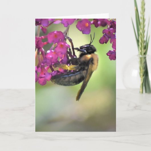 ビー、カード カード (正面)