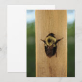 ビー・ジラ 招待状 (正面/裏面)