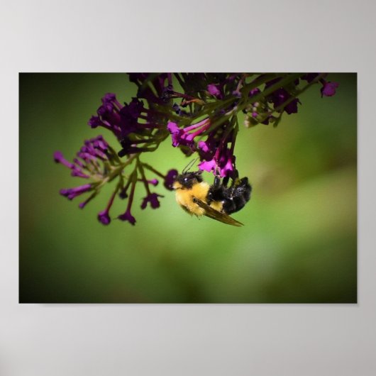 ビー ポスター (正面)