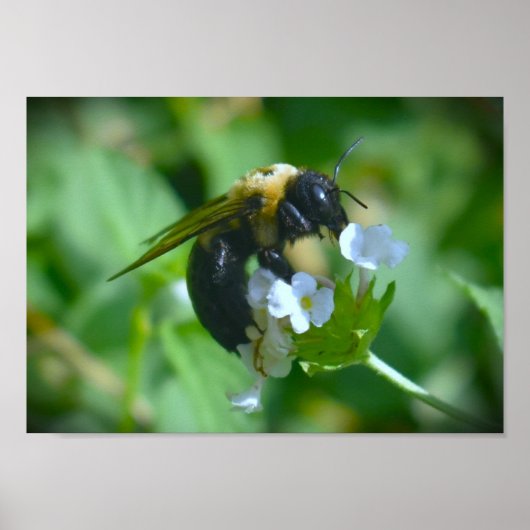 ビー ポスター (正面)